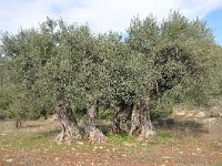 Olea europaea 17, Saxifraga-Harry Jans