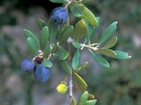 Olea europaea 20, Saxifraga-Jan van der Straaten