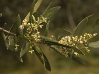 Olea europaea 7, Saxifraga-Willem van Kruijsbergen