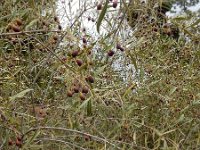 Olea europaea ssp guanchica 13, Saxifraga-Ed Stikvoort