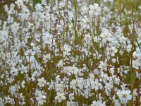 Omphalodes linifolia 2, Witte onschuld, Saxifraga-Ed Stikvoort