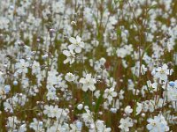 Omphalodes linifolia 3, Witte onschuld, Saxifraga-Ed Stikvoort