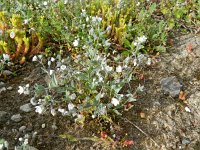 Omphalodes littoralis 2, Saxifraga-Rutger Barendse