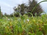 Omphalodes littoralis 3, Saxifraga-Rutger Barendse