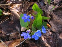 Omphalodes verna 2, Voorjaars-vergeet-mij-nietje, Saxifraga-Jasenka Topic