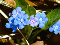 Omphalodes verna 3, Voorjaars-vergeet-mij-nietje, Saxifraga-Jasenka Topic