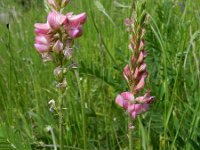 Onobrychis arenaria 2, Saxifraga-Rutger Barendse