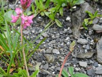 Onobrychis arenaria 3, Saxifraga-Rutger Barendse