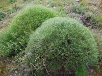 Onobrychis cornuta 2, Saxifraga-Ed Stikvoort