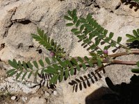 Onobrychis crista-galli