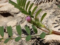 Onobrychis crista-galli 2, Saxifraga-Ed Stikvoort