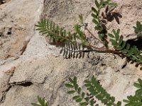 Onobrychis crista-galli 4, Saxifraga-Ed Stikvoort