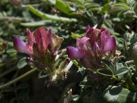 Onobrychis humilis 11, Saxifraga-Willem van Kruijsbergen