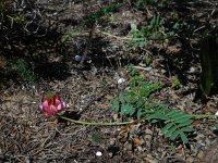 Onobrychis humilis 13, Saxifraga-Ed Stikvoort