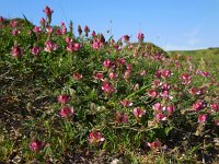 Onobrychis humilis 15, Saxifraga-Ed Stikvoort