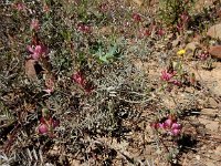 Onobrychis humilis 16, Saxifraga-Ed Stikvoort