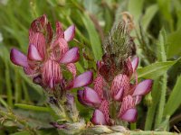 Onobrychis humilis 4, Saxifraga-Willem van Kruijsbergen