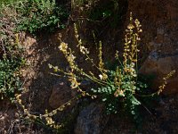 Onobrychis radiata 3, Saxifraga-Ed Stikvoort