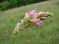 Onobrychis viciifolia 10, Esparcette, Saxifraga-Jasenka Topic