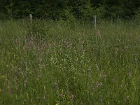 Onobrychis viciifolia 13, Esparcette, Saxifraga-Willem van Kruijsbergen