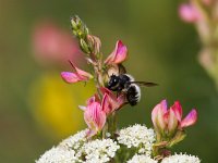 Onobrychis viciifolia 18, Esparcette, Saxifraga-Bart Vastenhouw