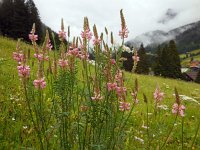 Onobrychis viciifolia 19, Esparcette, Saxifraga-Ed Stikvoort