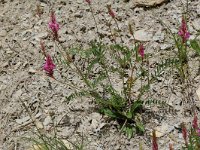 Onobrychis viciifolia 2, Esparcette, Saxifraga-Willem van Kruijsbergen