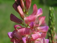 Onobrychis viciifolia 20, Esparcette, Saxifraga-Ed Stikvoort