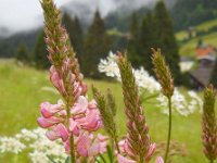 Onobrychis viciifolia 25, Esparcette, Saxifraga-Ed Stikvoort