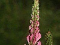 Onobrychis viciifolia 26, Esparcette, Saxifraga-Rutger Barendse