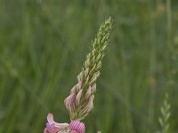 Onobrychis viciifolia 27, Esparcette, Saxifraga-Willem van Kruijsbergen