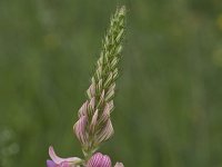 Onobrychis viciifolia 28, Esparcette, Saxifraga-Willem van Kruijsbergen