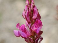 Onobrychis viciifolia 3, Esparcette, Saxifraga-Willem van Kruijsbergen