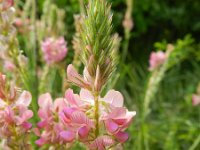 Onobrychis viciifolia 33 Esparcette, Saxifraga-Rutger Barendse