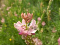 Onobrychis viciifolia 34 Esparcette, Saxifraga-Rutger Barendse