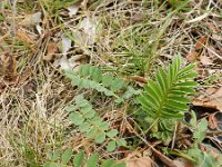 Onobrychis viciifolia 35, Esparcette, Saxifraga-Rutger Barendse