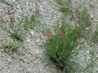 Onobrychis viciifolia 4, Esparcette, Saxifraga-Willem van Kruijsbergen