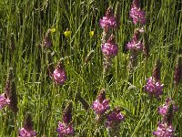 Onobrychis viciifolia 7, Esparcette, Saxifraga-Jan van der Straaten