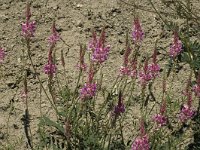 Onobrychis viciifolia 8, Esparcette, Saxifraga-Jan van der Straaten