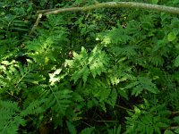 Onoclea sensibilis 9, Bolletjesvaren, Saxifraga-Rutger Barendse