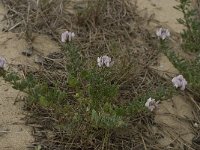 Ononis cossoniana 10, Saxifraga-Willem van Kruijsbergen