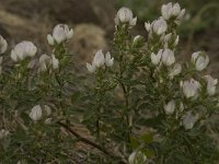 Ononis cossoniana 11, Saxifraga-Willem van Kruijsbergen