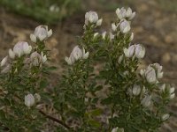 Ononis cossoniana 2, Saxifraga-Jan van der Straaten