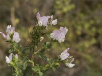 Ononis cossoniana 3, Saxifraga-Jan van der Straaten