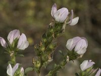 Ononis cossoniana 4, Saxifraga-Jan van der Straaten