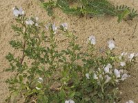 Ononis cossoniana 5, Saxifraga-Jan van der Straaten