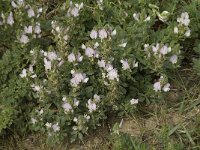 Ononis cossoniana 7, Saxifraga-Jan van der Straaten