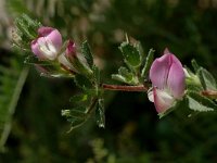 Ononis cristata 3, Saxifraga-Jan van der Straaten