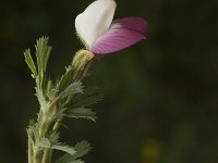 Ononis cristata 4, Saxifraga-Marijke Verhagen