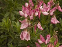 Ononis fruticosa 4, Saxifraga-Jan van der Straaten